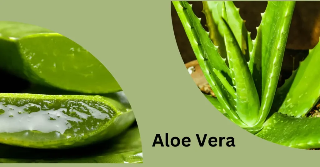 Aloe Vera