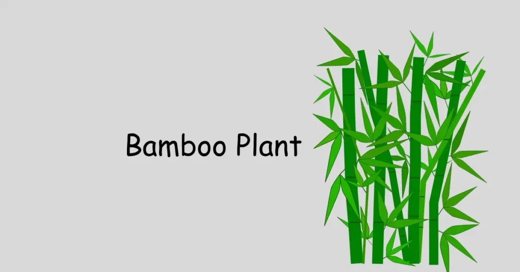 Bamboo Plant