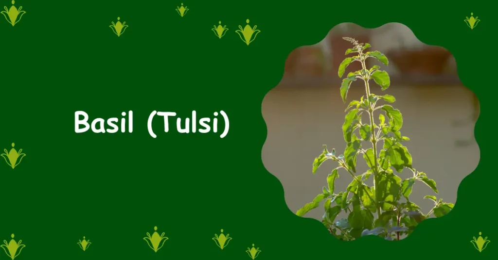 Tulsi