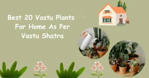 The Best 20 Vastu Plants For Home As Per Vastu Shastra