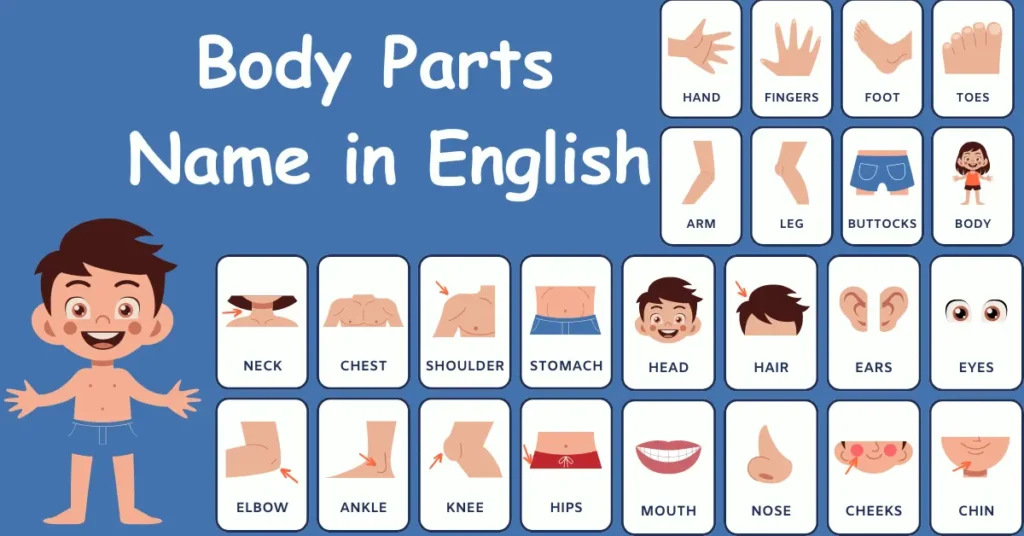 Body Parts Name in English with Picture