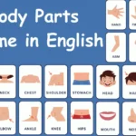 Body Parts Name in English with Picture