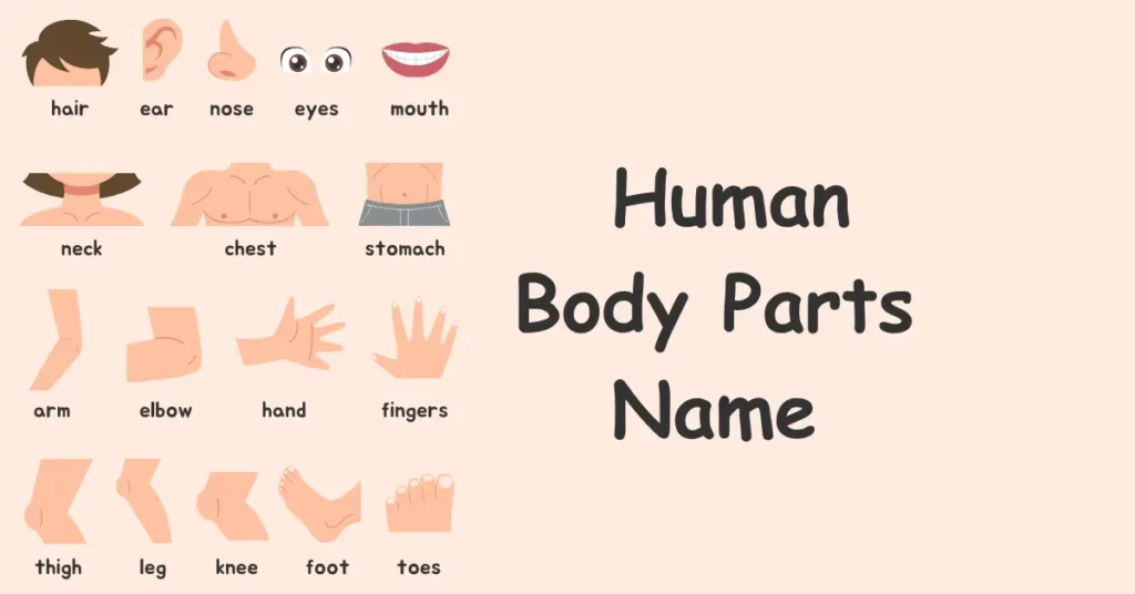 Human Body Parts Name