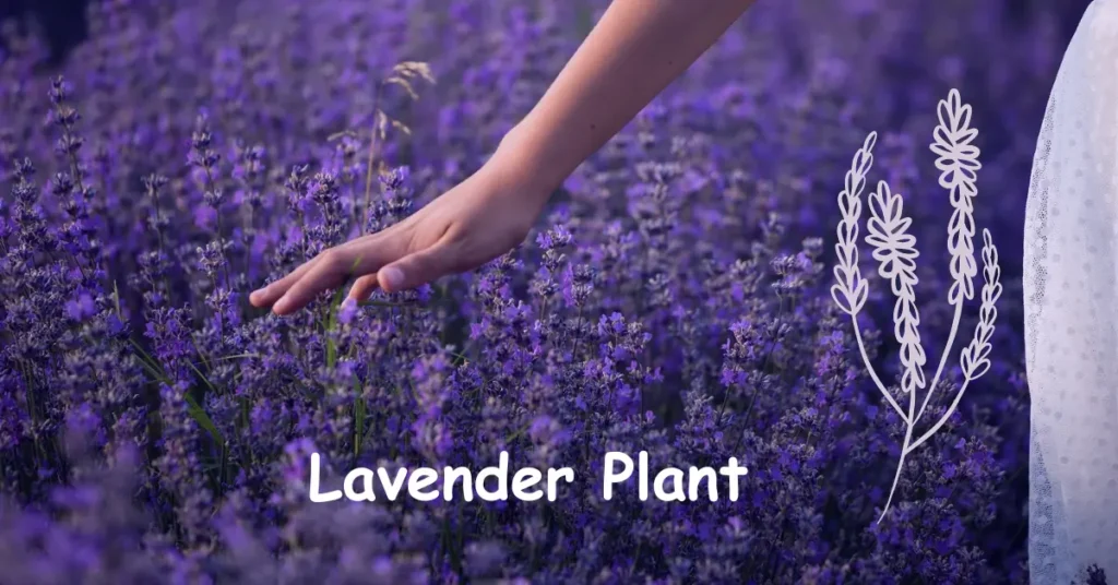 Lavender Plant