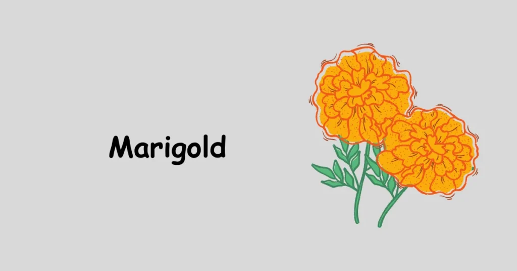 Marigold