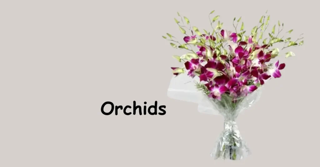 Orchids