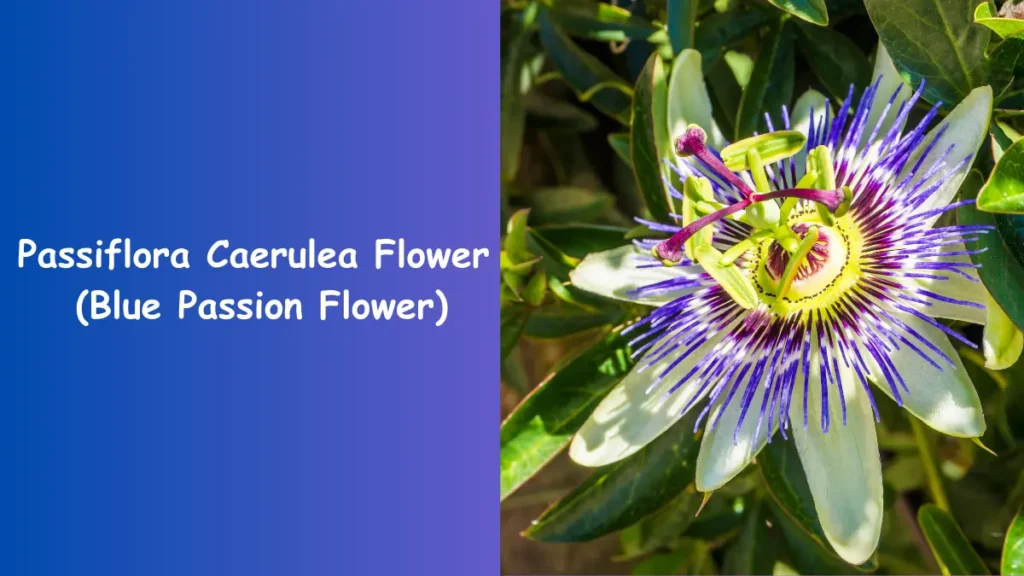 Blue Passion Flower