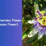 Blue Passion Flower