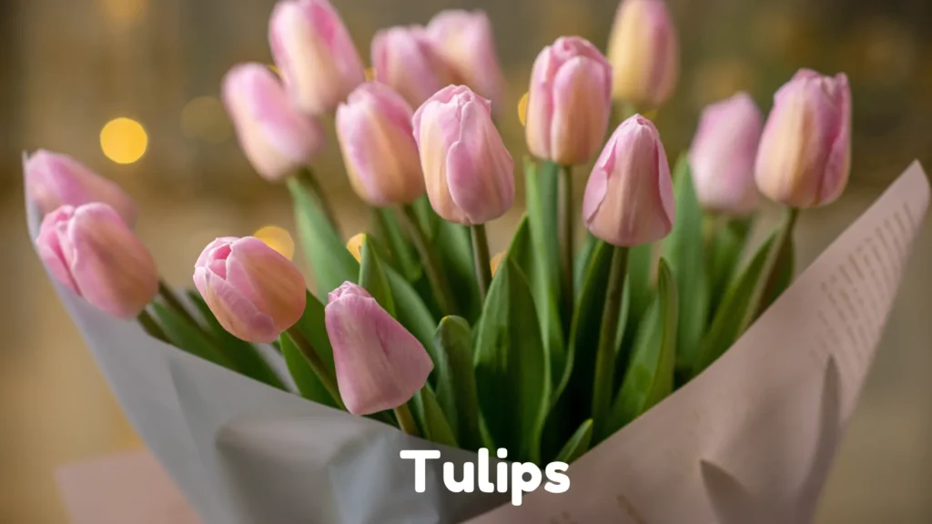 Tulips