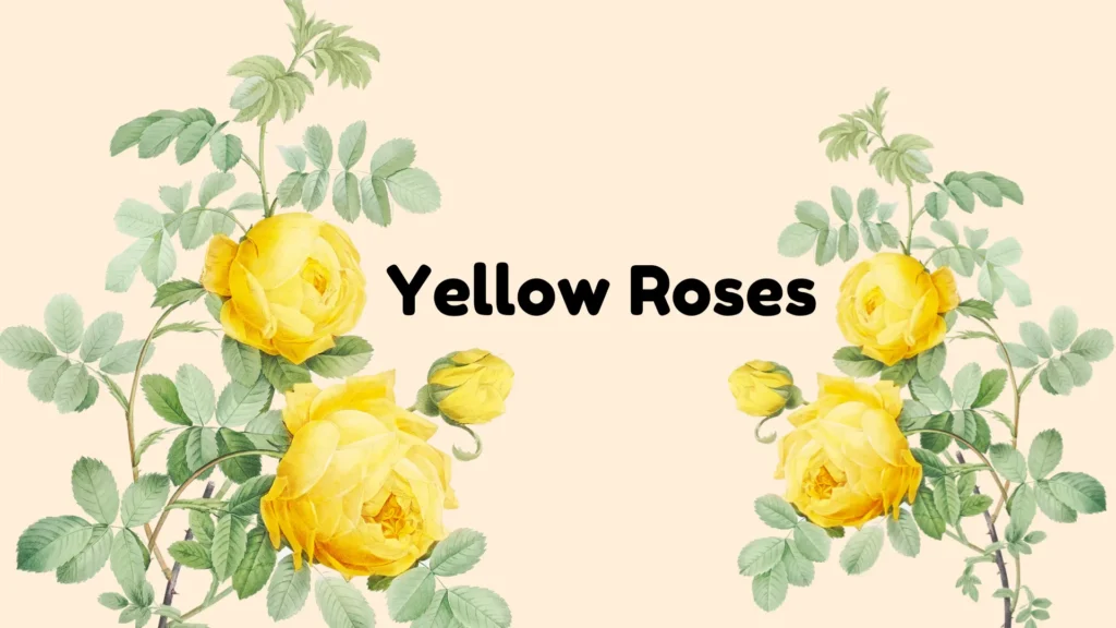 Yellow Roses 